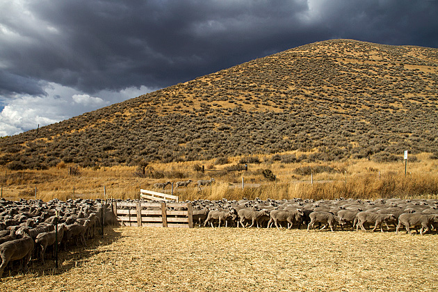 The Folklife Fair & Sheepdog Trials 40 Grey Sheep