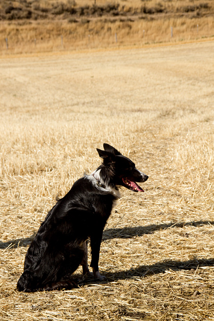 The Folklife Fair & Sheepdog Trials 45 LOL Dog