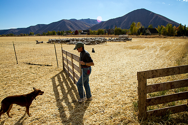 The Folklife Fair & Sheepdog Trials 37 Open For Business