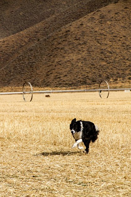 The Folklife Fair & Sheepdog Trials 43 Speedy Dog