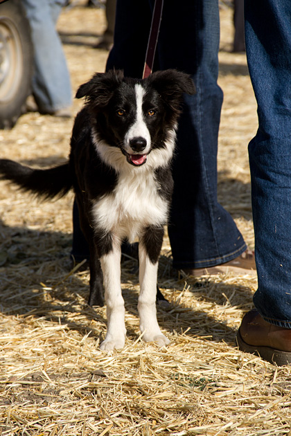 The Folklife Fair & Sheepdog Trials 46 Super Cute Dog