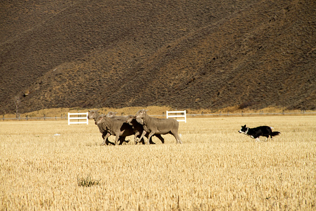 The Folklife Fair & Sheepdog Trials 1 Trailing Dogs