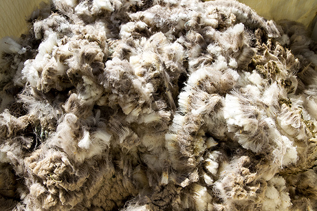 The Folklife Fair & Sheepdog Trials 30 Wool Idhao