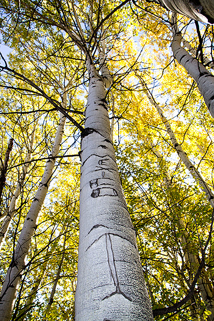 Basque Shepherds and Arborglyphs 15 Arrow Up
