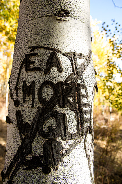 Basque Shepherds and Arborglyphs 16 Eat More Wolf