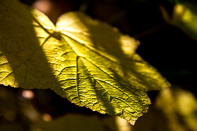 Basque Shepherds and Arborglyphs 10 Fall Leaf