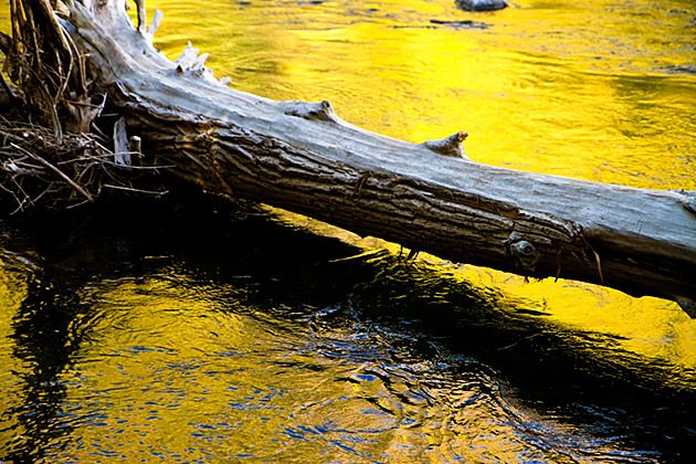 Basque Shepherds and Arborglyphs 8 Golden Log