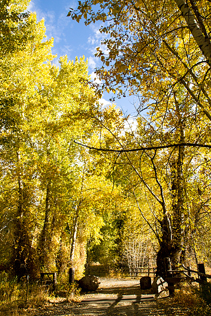 Basque Shepherds and Arborglyphs 9 Idaho Fall 2012
