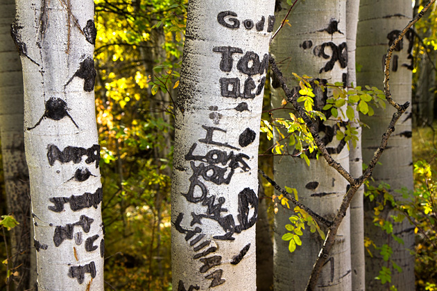 Basque Shepherds and Arborglyphs 2 Tree Art