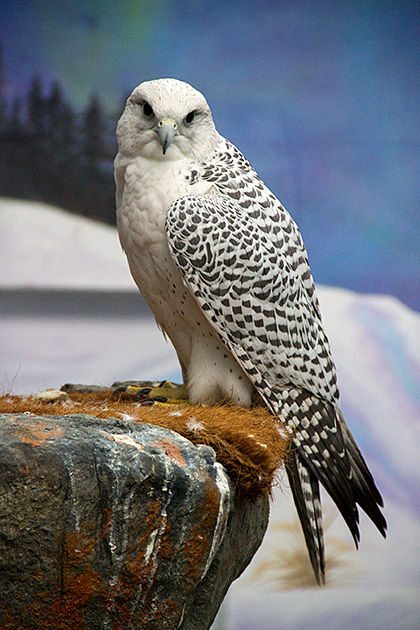 Arctic Falcon