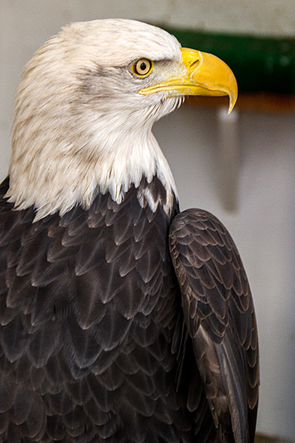 Bald Eagle Boise