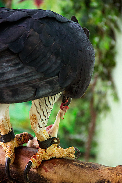 Bird Feast