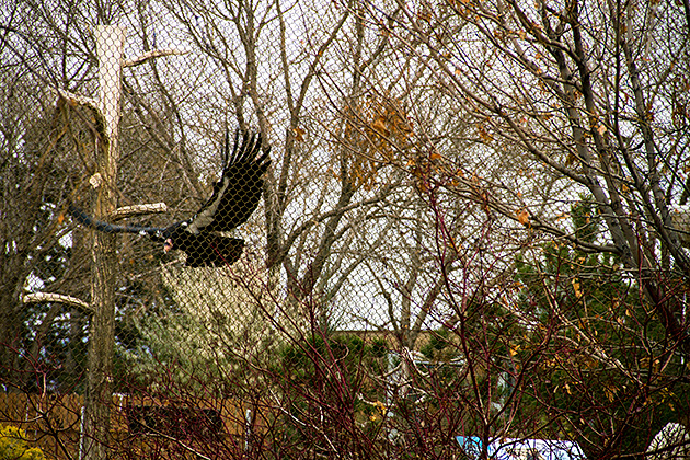California Condor