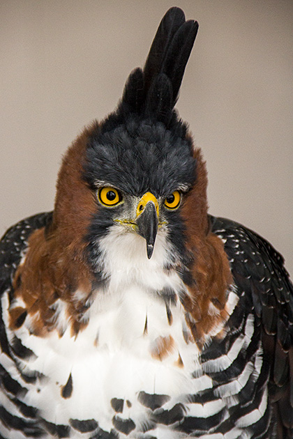 Crazy Feather Bird