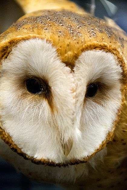 Cute Owl