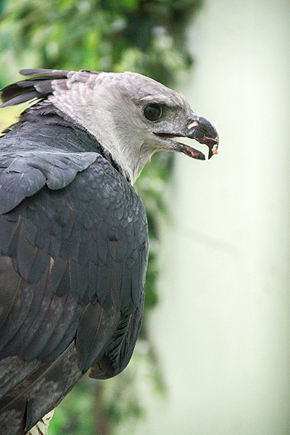 Dirt Beak