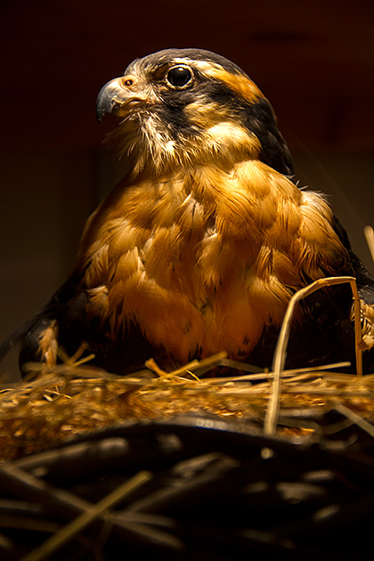 Falcon Nest
