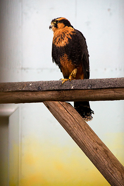 Little Birdy