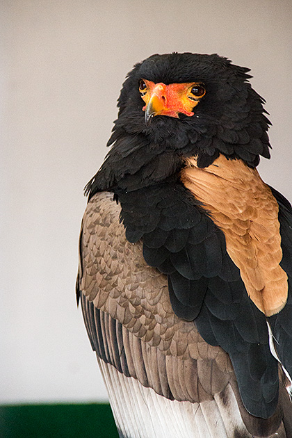Orange Faced Bird