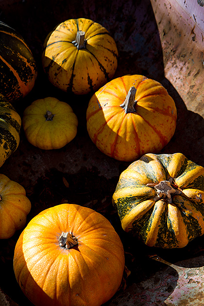 Boise Pumpkins