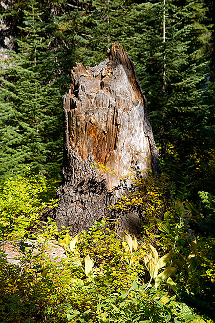 Broken Tree
