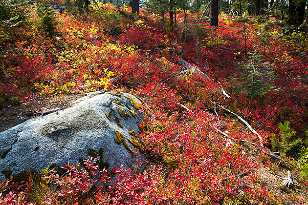 Fire Landscape Idahp