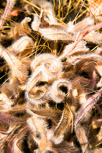 Fuzzy Nature
