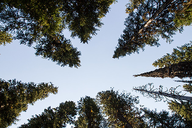 Trees Of Idaho