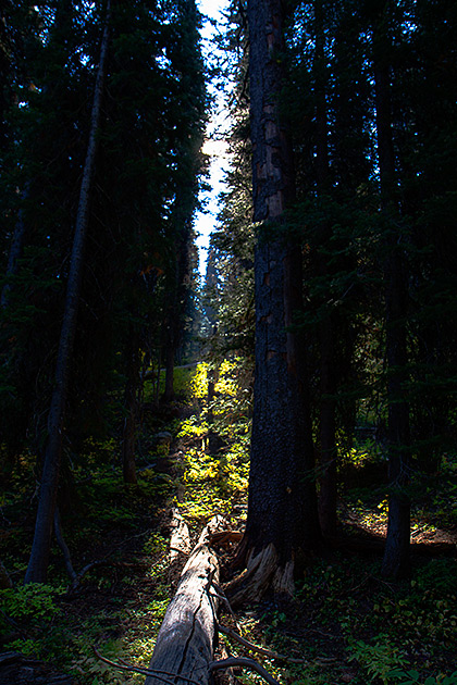 Wood Path