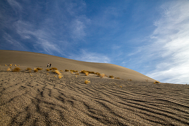 Bushy Dunes