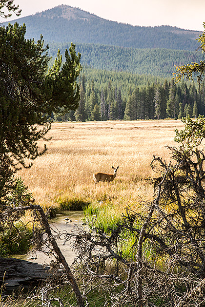 Burgdorf Hot Springs 24 Burgdorf Deer