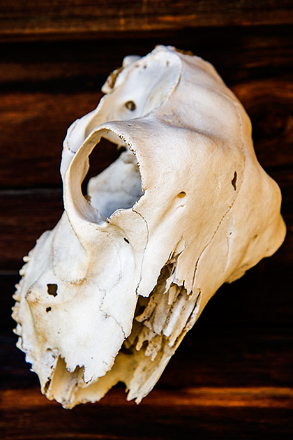 Burgdorf Hot Springs 19 Idaho Skull