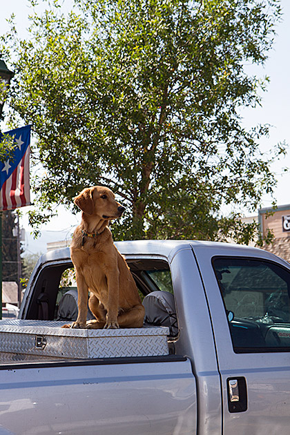 Proud Dog Idaho