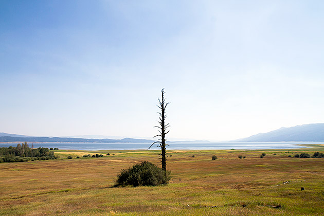 Dead Tree Idaho
