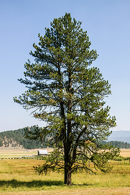 Huge Idaho Tree