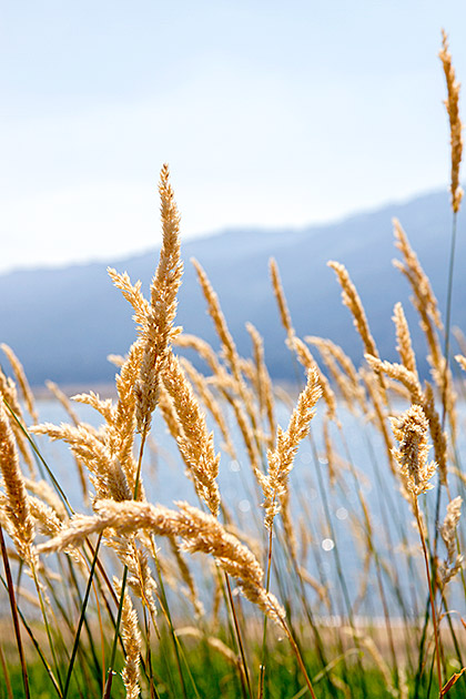 Idaho Cornfield