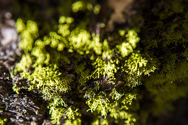 Moss Idaho