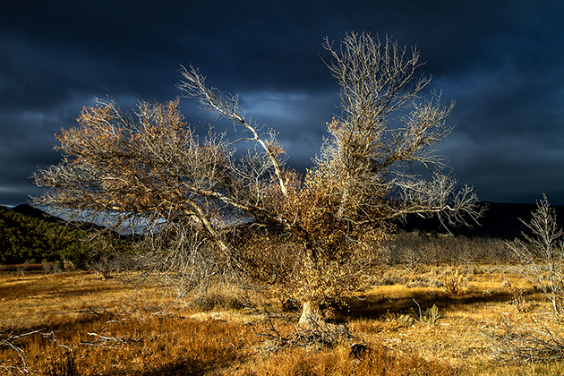 Dramatic Tree