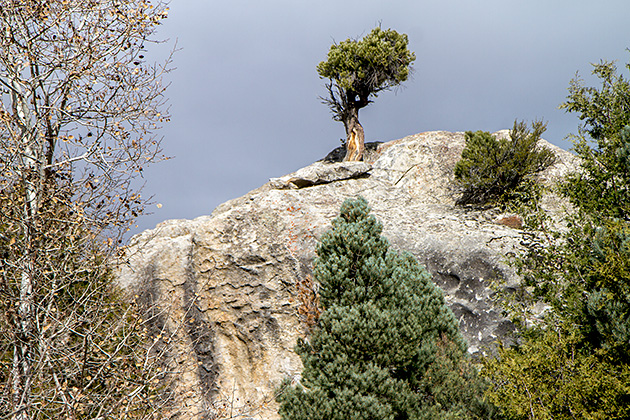 Idaho Bonsai