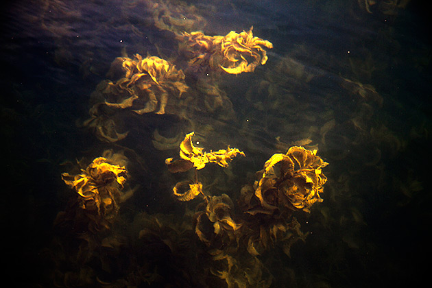 Under The Sea