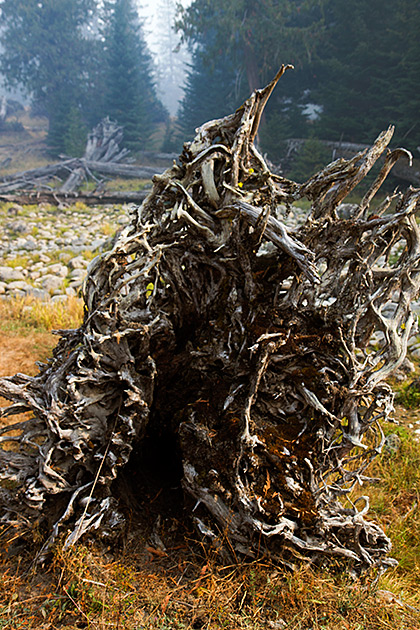 Colgate Licks 5 Root Art
