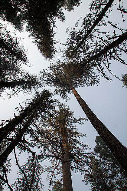 Colgate Licks 3 Smoky Tree