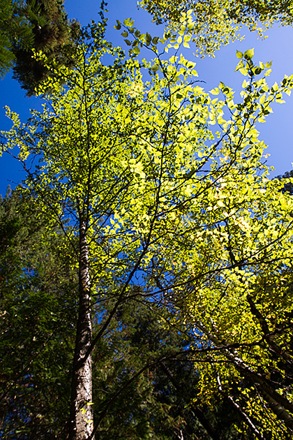 Lime Green Idaho