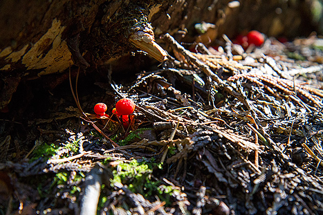 Red Idaho Mushroom