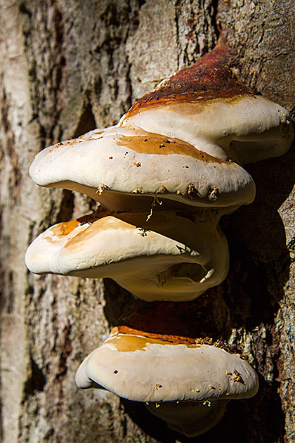 Tree Fungus