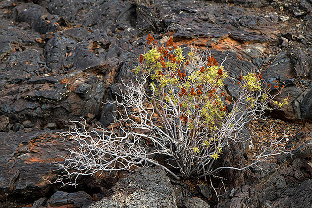 Craters of the Moon 13 Lava Brush