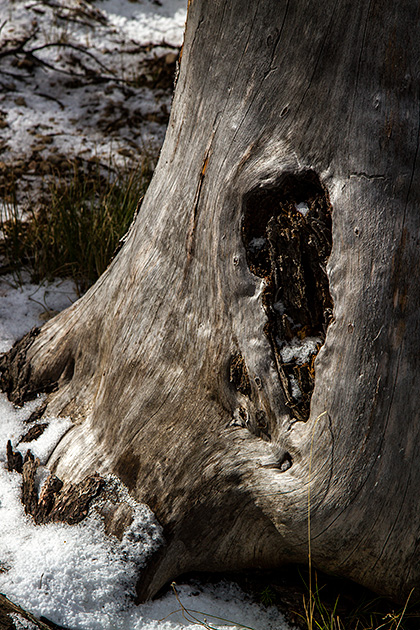 Table Mountain... and Crime in the Tetons 6 Amsel Adams Tree