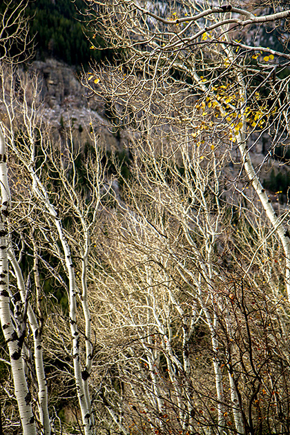 Table Mountain... and Crime in the Tetons 9 USA Birke