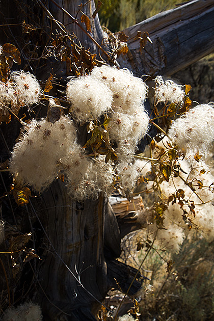 Goldbug Hot Springs 7 Idaho Cotton