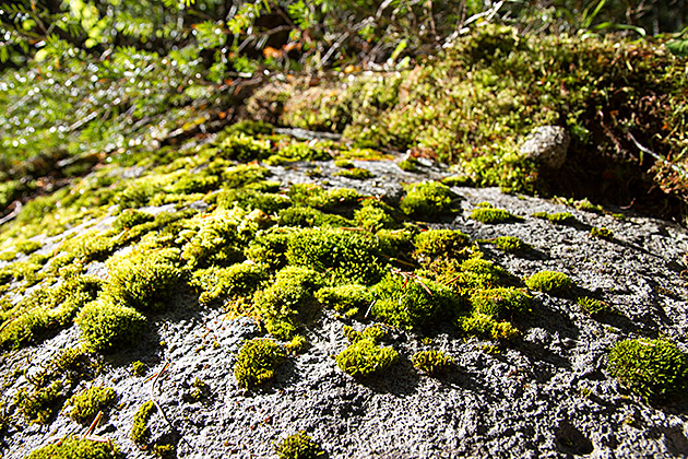 Grizzly Patrol Hikes to Hidden Lake 14 Green Islands